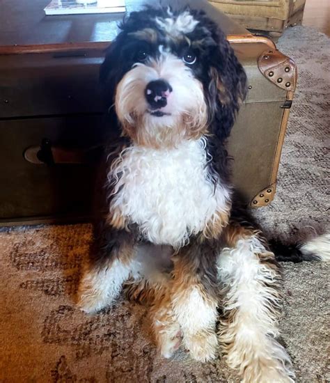  A mini Bernedoodle stands 18 to 22 inches tall and weighs 25 to 49 lbs
